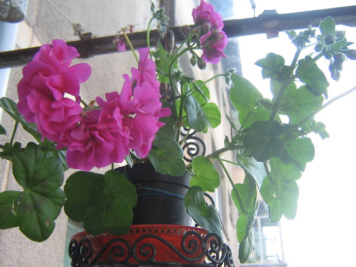 IMG_0931 - Flowers