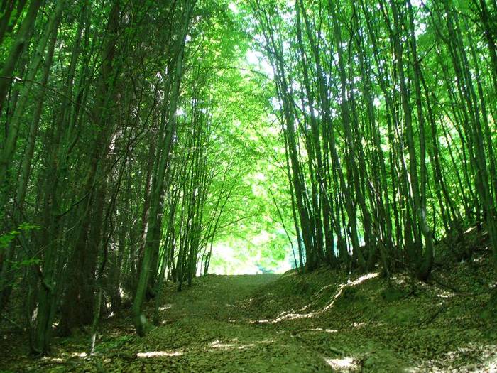 P1190906 - Pestera cu Oase  poiana Botizii 22 mai 2009