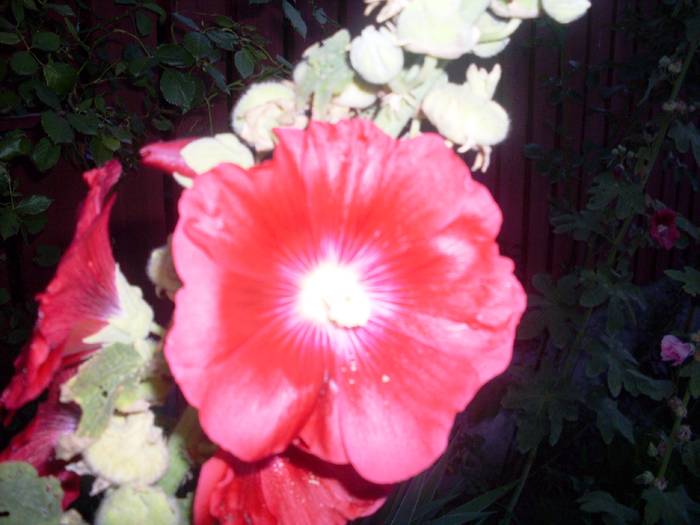SDC10781 - Flori frumoase