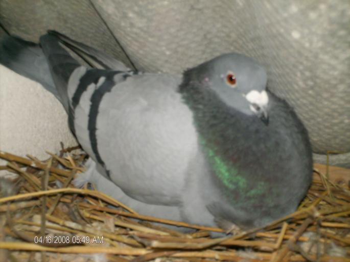 Femela 2003 - 1 porumbei voiajori