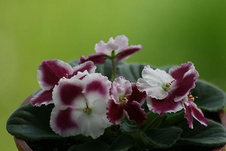 saintpaulia - plante 2008