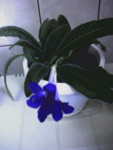 streptocarpus