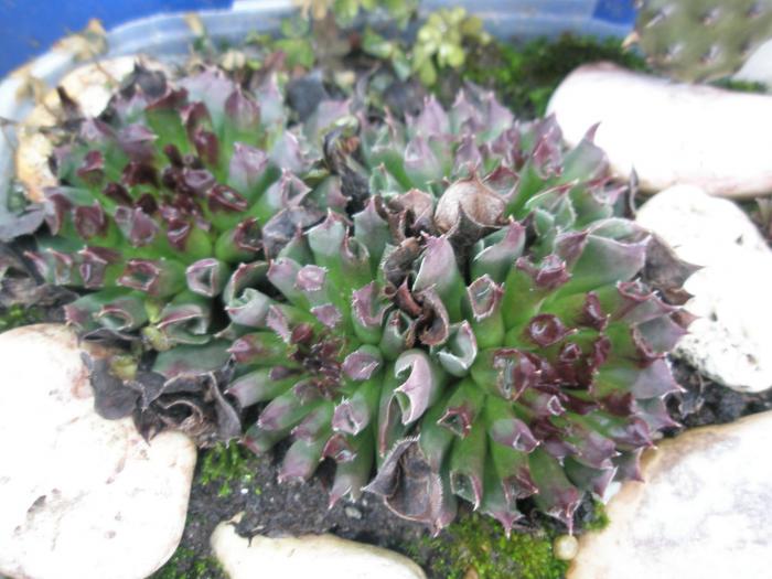 Sempervivum odytii de la Brico - plante de exterior - iarna 2008 - 2009