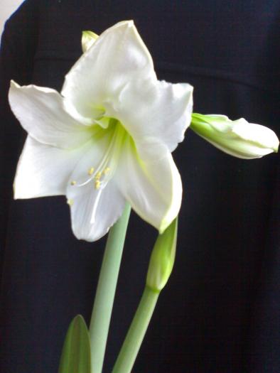 Chr. Gift - Hippeastrum sezon 2008