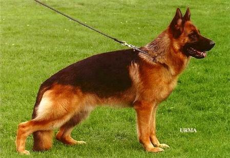 122562 - ciobanesc german de top2