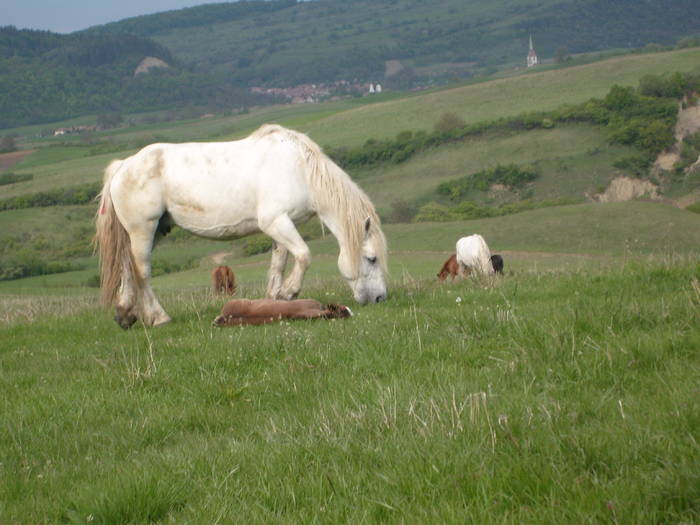 Sura - CAI RASA PERCHERON