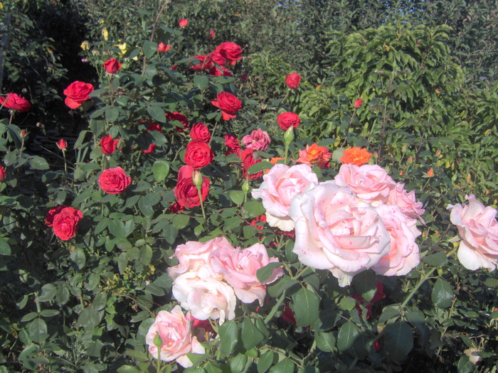 01.10.2009 - trandafirii in octombrie 2009