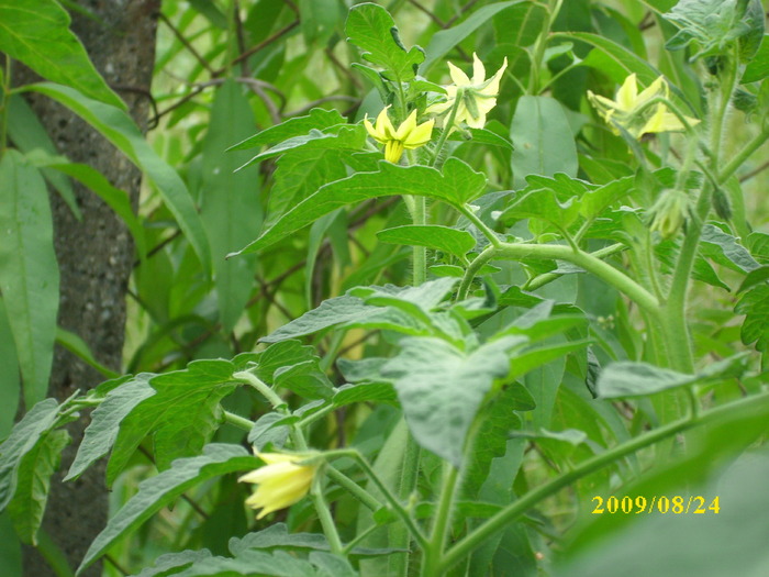 DSCI0440