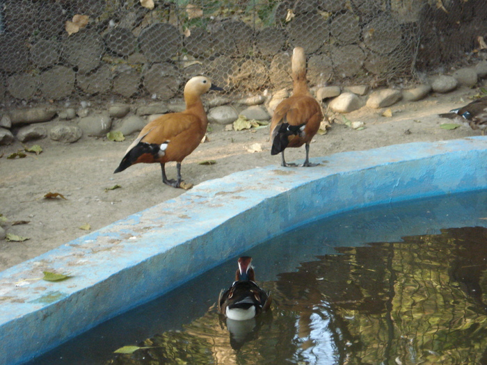 Picture 088 - zoo targoviste