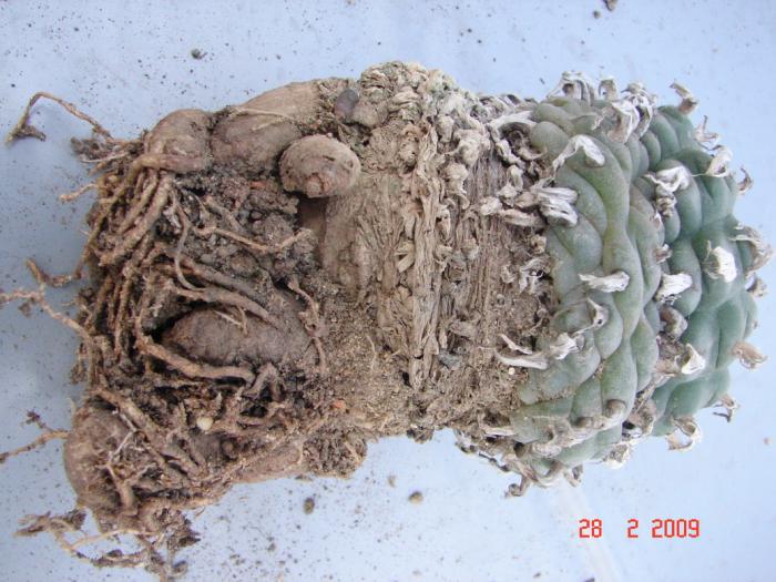 Lophophora williamsii - 2008