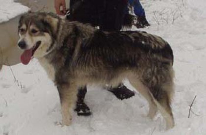 P1010008%20m - campioni ciobanesc romanesc