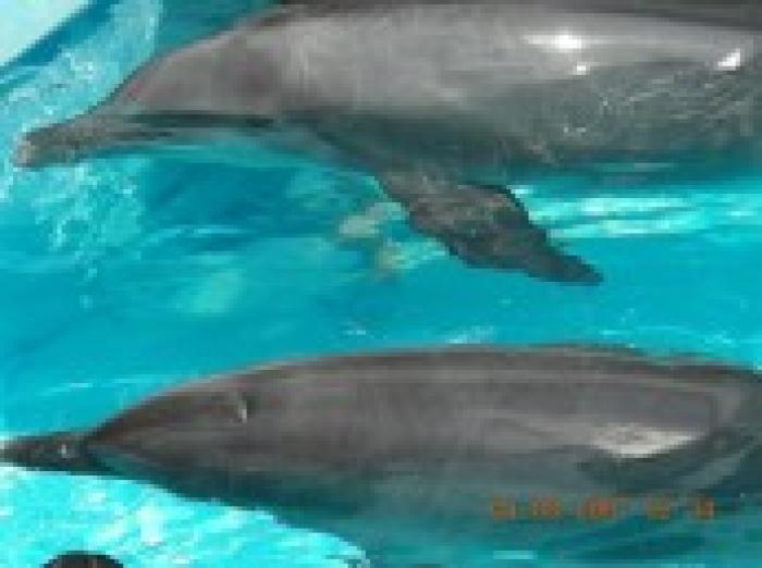 delfini in apa