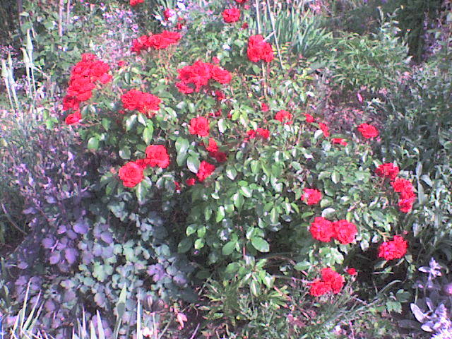 DSC00633 - trandafiri