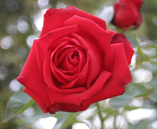 Trandafir Rosu - Trandafiri
