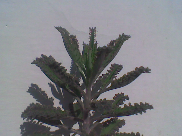 Imag014