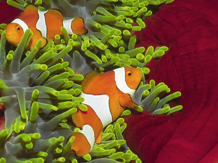Pair of Clownfish, Solomon Islands - Wallpapers Premium