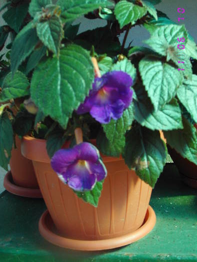 Achimenes mov - Achimenes