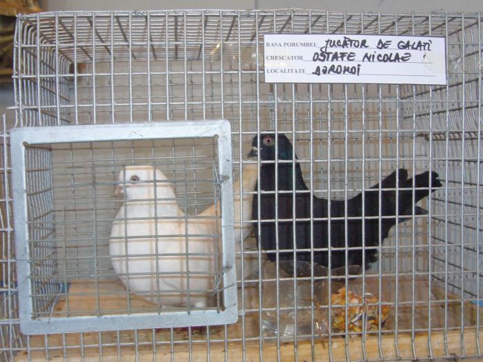 Picture 055 - Expozitia Columbofilia Traditie Si Pasiune din DOROHOI tinuta in perioada 15-20 februarie 2009