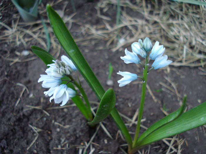 Striped Squill (2009, March 31) - PUSCHKINIA Scilloides