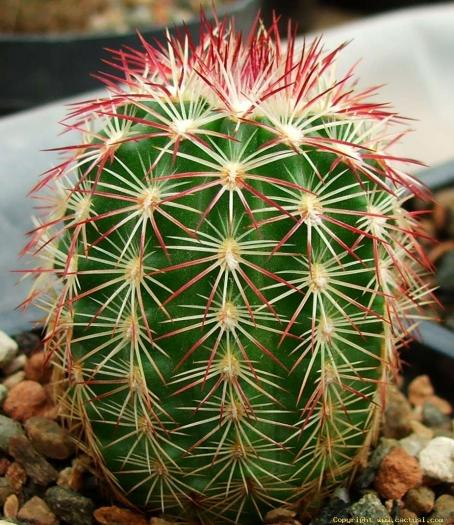 echinocereus_russanthus_v_cylindricus_sb_901