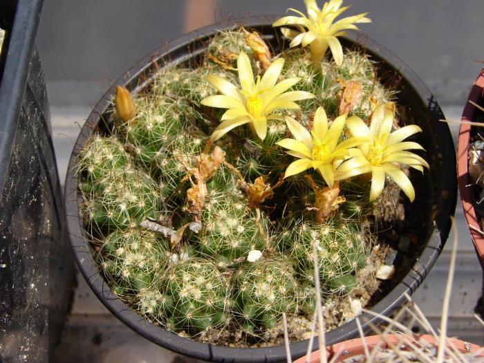 Dolichothele surculosa