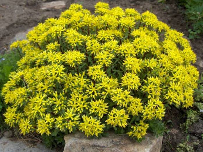 Copy of sedum galb.-2 ron. - flori care nu inghiata iarna