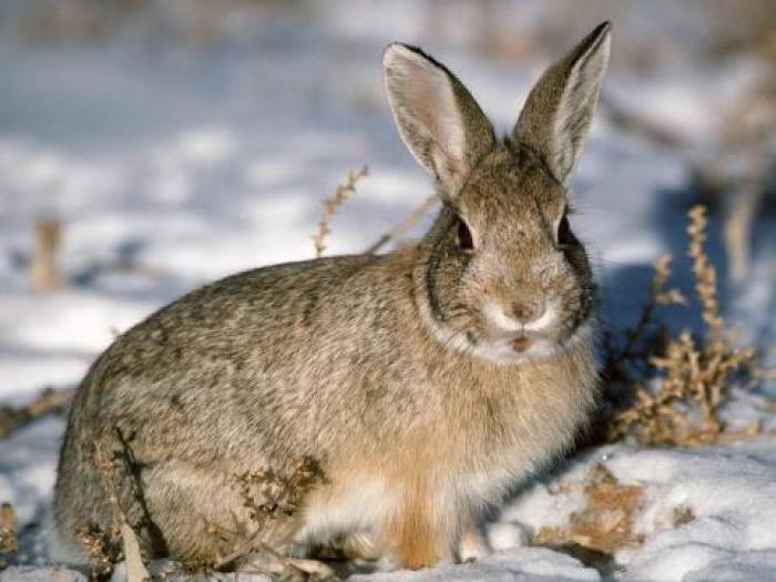 Imagini cu Animale_ Imagini cu Iepuri_ Imagini Animale Iepurasi - Animale