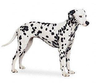 dalmation - Toy