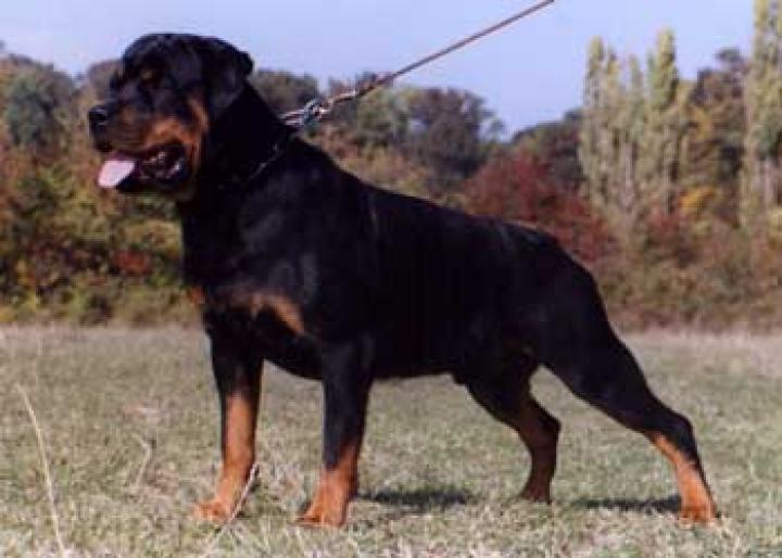 WARIO-BUNICUL LUI AXEL (PONGO)