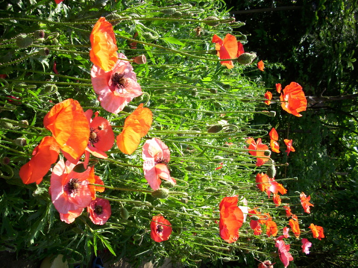 DSCI0418 - flori din gradina mea