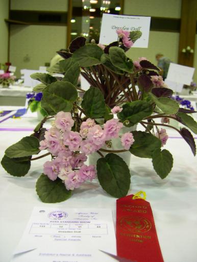 Dresden_Doll_2005avsa - violete de pe net