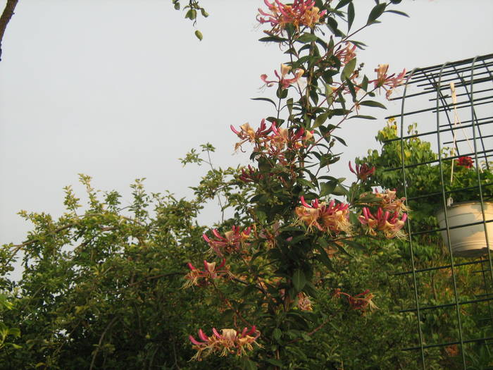 Lonicera periclymenum