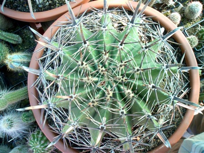 Rajko (35) - Cactusi