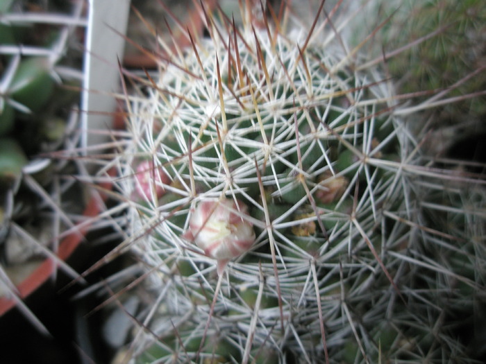 Dolichothele - 03.11.2009 - Mammillaria