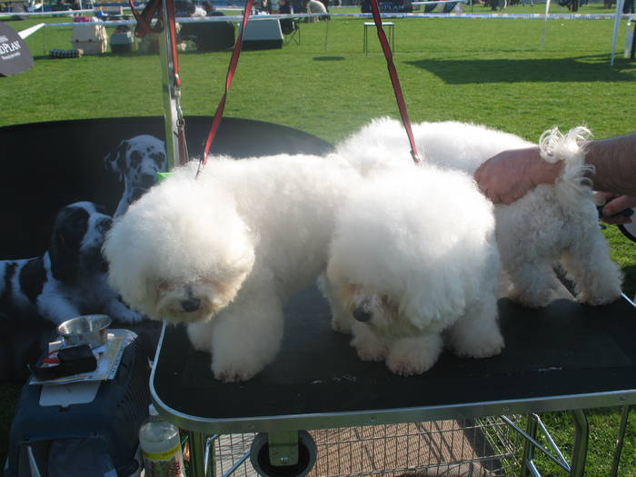 IMG_4691 - bichon frise