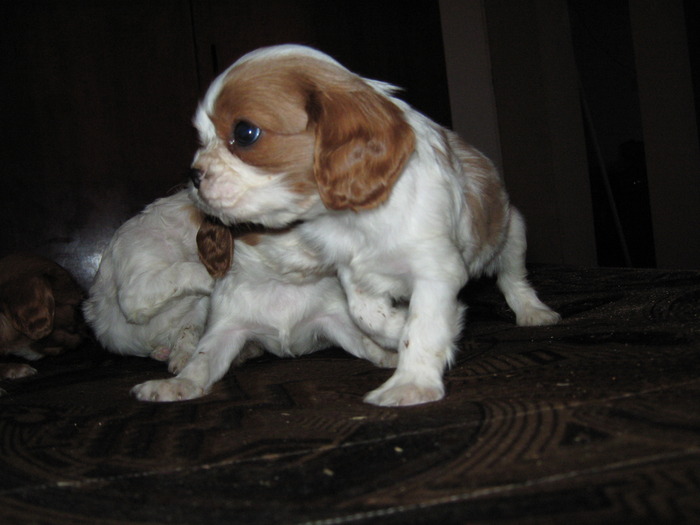 IMG_4248 - CAVALIER KING CHARLES SPANIEL