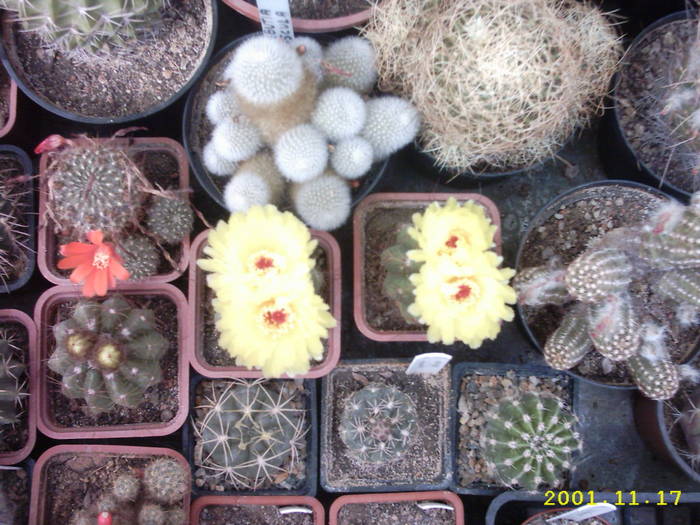 cactusi - Grup de cactusi