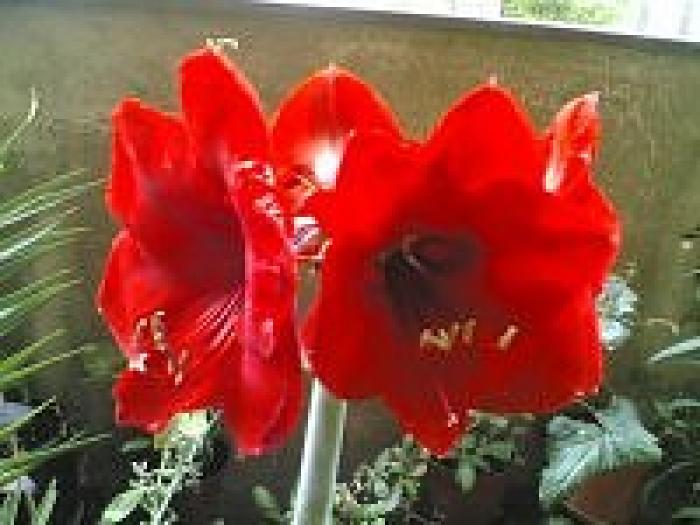 amarilis - flori