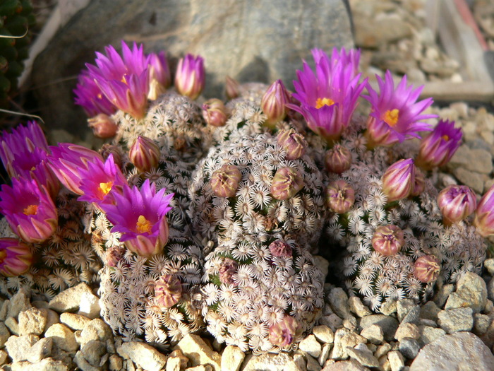 mammillaria_hernandezi (2) - genul Mammillaria