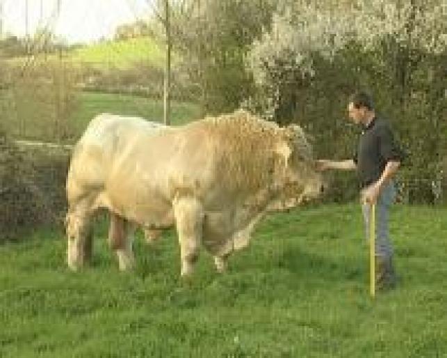 AIDVXCWNEOQQFUIYBXV - ROMANIA-FERME-VACI -VITEI-TAURASI