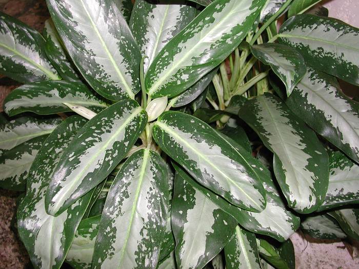 ag1 - AGLAONEMA