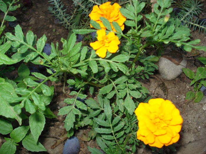 DSC09483