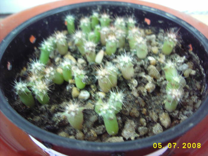 DSCI0325 - cactusi insamantari 2009