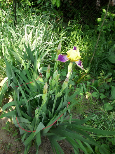 DSCI0035 - flori din gradina mea
