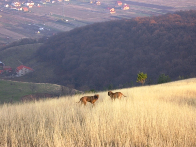 Tosa Inu Norytessa - Tosa Inu Autumn