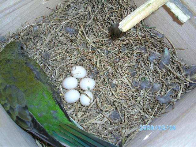 SANY6531 - primele oua papagali cantatori