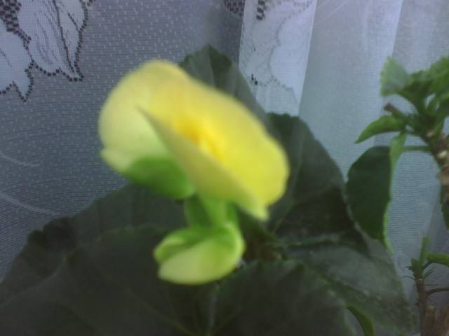 IMG_0853; begonia elatior (de la doina)
