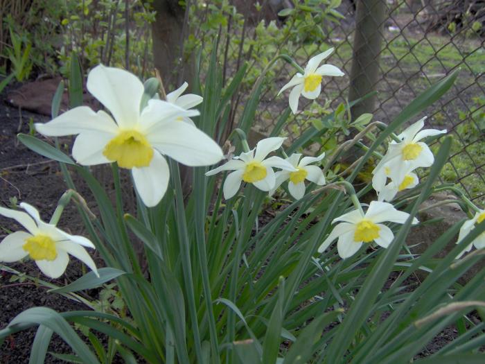 narcise - flori din gradina primavara 2008