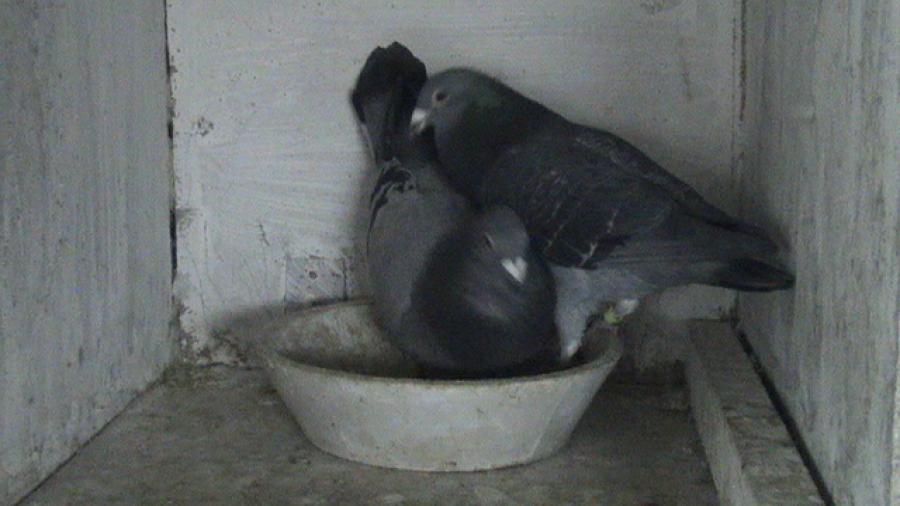 poze camera 08.12.2007 58