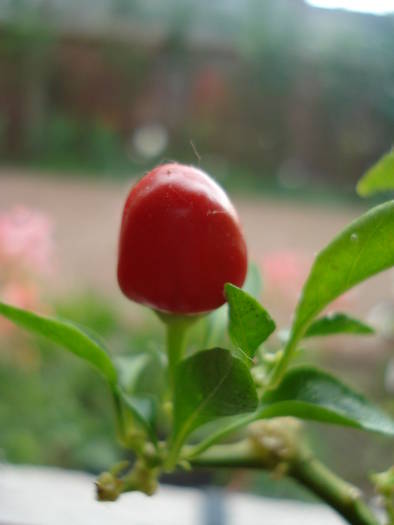 Brazilian Rainbow Pepper (2009, June 08) - Brazilian Rainbow Pepper